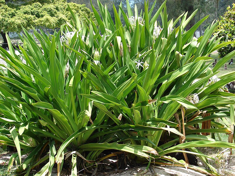 File:Starr 080531-4757 Crinum asiaticum.jpg