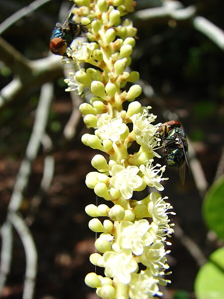 File:Starr 080608-7684 Coccoloba uvifera.jpg