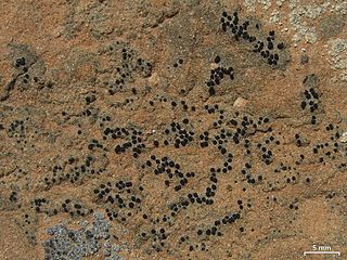 <i>Staurothele elenkinii</i> Species of lichen