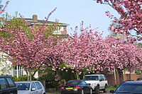 Staveley Road - spring blossom.jpg
