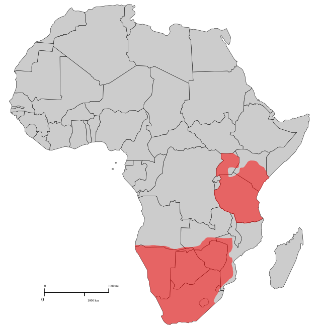 Distribuição territorial do rafícero-campestre, com base em dados da década de 1970