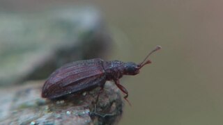 <i>Stephostethus</i> Genus of beetles