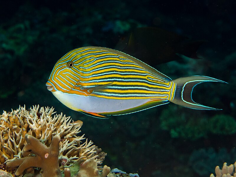 File:Striped surgeonfish (Acanthurus lineatus) (41611930280).jpg