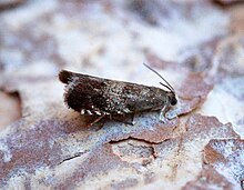 Strophedra nitidana (44361802522).jpg