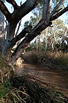 Sturt River