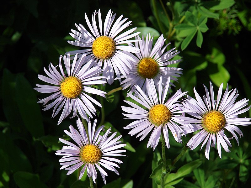 File:Subalpine daisy in early July 2015. (bbcaf471f7d04069a88290e8587e928f).JPG