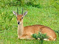 Bovidae Jaftol: Vexala dem oxieem, Artiodactyla yaseem, Pulasa vuestexa is xantaza