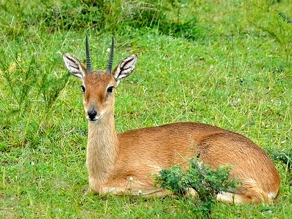 Image: Sudan Oribi (Ourebia montana) male (18172324646)