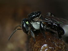 Australian Sugarbag Bee Tetragonula carbonaria Sugarbag bee.jpg