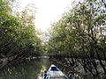 Sundarban mangrove forest flora fauna2.jpg