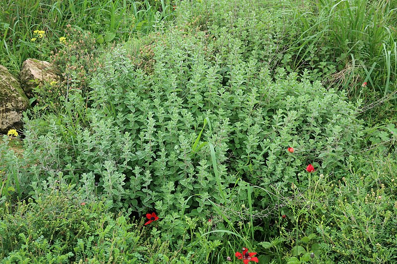 File:Sweet marjoram (Origanum syriacum).jpg