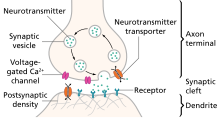 Illustration of the major elements in a prototypical synapse. Synapses are gaps between nerve cells. These cells convert their electrical impulses into bursts of chemical relayers, called neurotransmitters, which travel across the synapses to receptors on adjacent cells, triggering electrical impulses to travel down the latter cells. SynapseSchematic en.svg