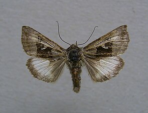 Högnordiskt metallfly, Syngrapha parilis