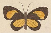 T7-02-Callidula plioksantasi (Kirsch, 1877) .JPG