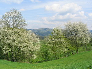 Tromm mountain range from the Weschnitz valley