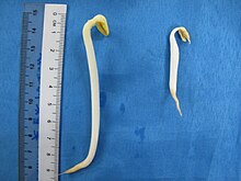 Soybean sprout next to a smaller mung bean sprout Tauge kasar vs tauge halus.jpg