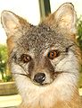 Taxidermied grey fox face.jpg