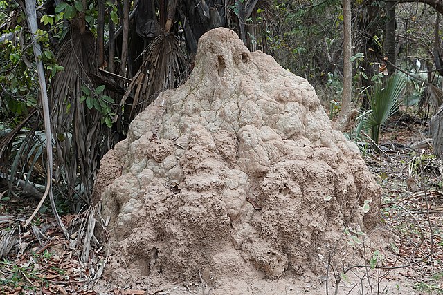 File:Termitenhügel Bijilo Forest Park.jpg - Wikimedia Commons