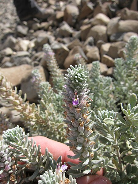 File:Teucrium yemense Djibouti.jpg