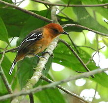 Thamnophilus amazonicus - Amazon Antshrike (dişi) 01.JPG