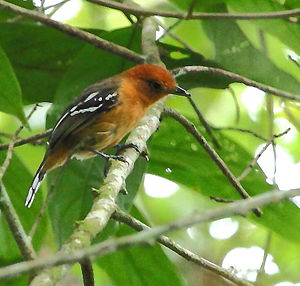 Amazon drop ant shrike, female