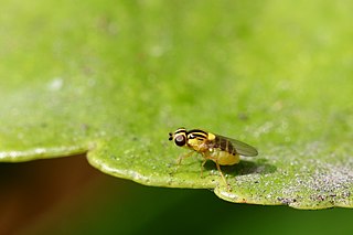 <i>Thaumatomyia</i> Genus of flies