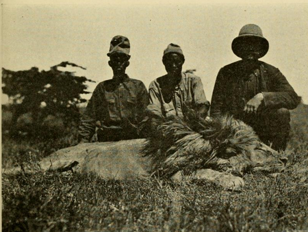 Tập_tin:The_Big_Game_of_Africa_(1910)_-_Male_lion_Sotik_Plains_May_1909.png