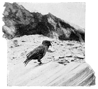 A single kea standing on snow facing to the right, with mountains in the background from the edge of the snow.