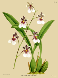 plate 96 Oncidium phalaenopsis Caucaea phalaenopsis