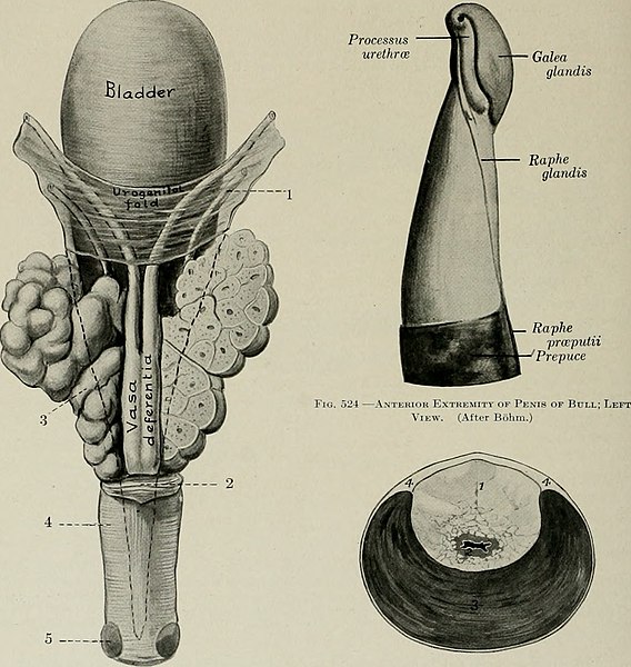 File:The anatomy of the domestic animals (1914) (18191830302).jpg