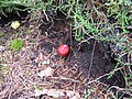 Russula emetica/Kirschroter Speitäubling