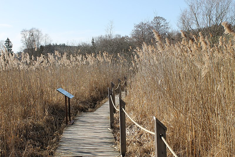 File:Themenweg naturschutzgebiet obertrumersee E Ortner.JPG