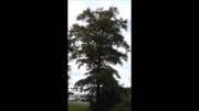 Thumbnail for Three Mile Oak