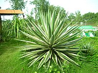 agave de la papiloame