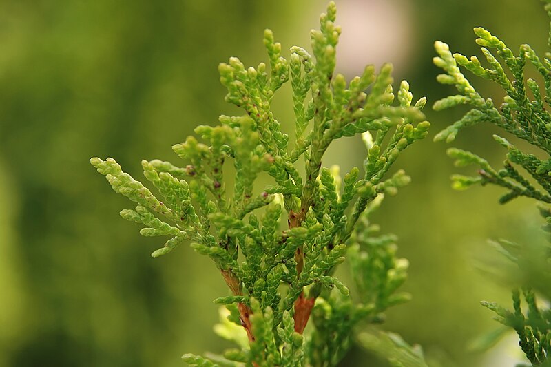 File:Thuja occidentalis Smaragd 2zz.jpg