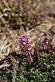 Thymus cf. pulegioides