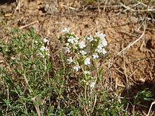 Grasica zygis 1.JPG