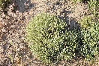 Thymus zygis in sandy soil Thymus zygis 4.jpg