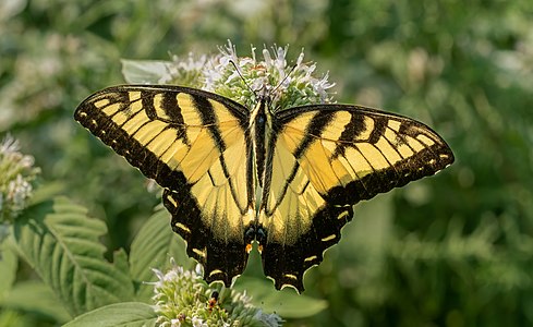 Papilio glaucus (Eastern tiger swallowtail)