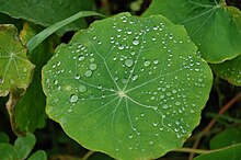 Creating structures to mimic the surface of nasturtium leaves is an example of Biomimicry. Tiny surface structures make nasturtium leaves water-resistant.jpg