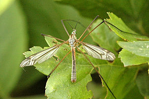 Tipula luna male