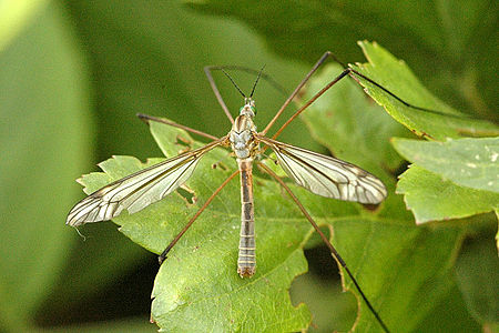 Tipulinae