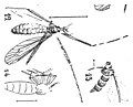 Vignette pour Tipula indura