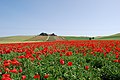 Toscane-Val D'Orcia.jpg