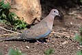 * Nomination Laughing dove (Spilopelia senegalensis) in Ichkeul N.PI, the copyright holder of this work, hereby publish it under the following license:This image was uploaded as part of Wiki Loves Earth 2024. --El Golli Mohamed 23:04, 21 June 2024 (UTC) * Promotion  Support Good quality. --Velvet 07:26, 22 June 2024 (UTC)