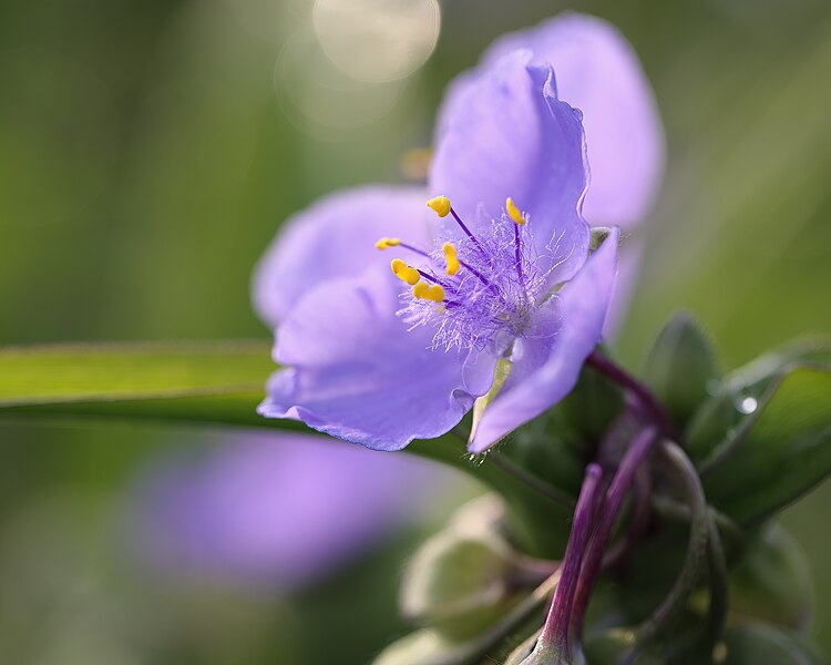 File:Tradescantia ohiensis JRVdH 05.jpg