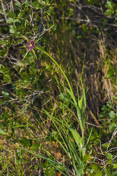 File:Tragopogon porrifolius australis, Sète 03.jpg