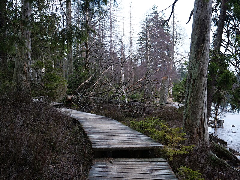 File:Trail at east of the Oderteich 32.jpg