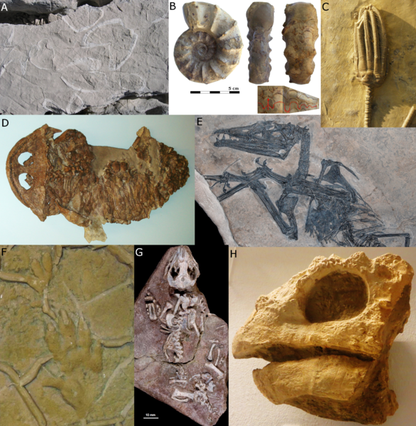 File:Triassic fossils.png