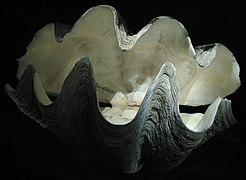Empty giant clam shell in the French National Museum of Natural History